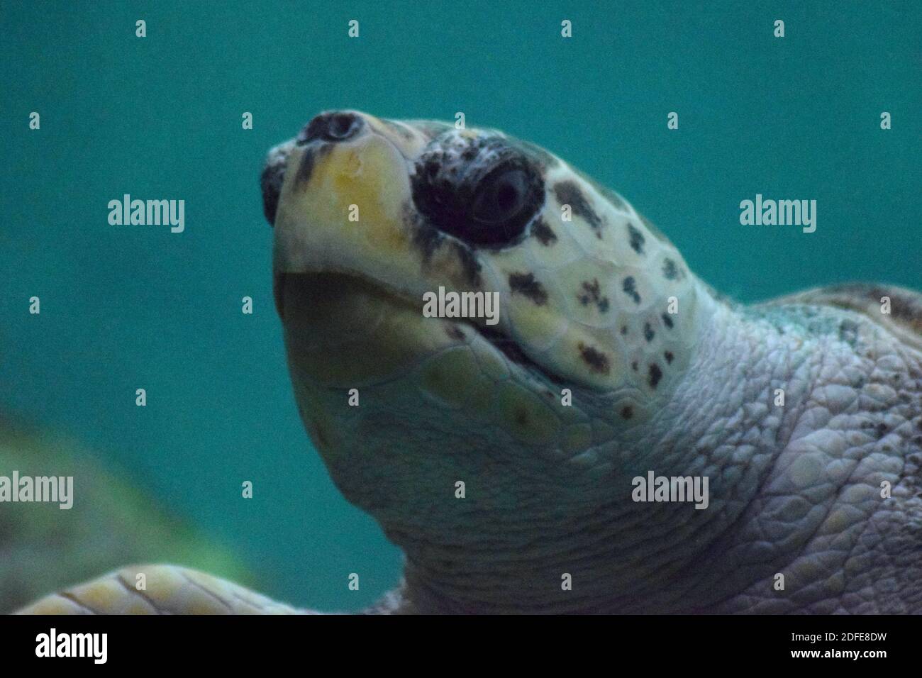 Meeresschildkröte (Caretta caretta) Stockfoto