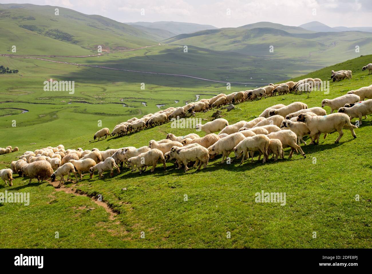 Die Schafe Herde auf dem grünen Gras.Ordu, Türkei. Stockfoto