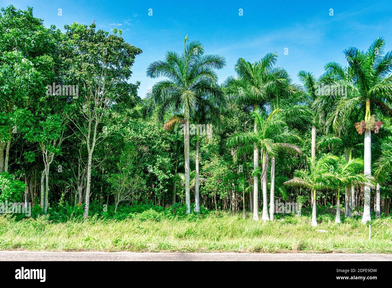 Königliche Palmen ein nationales Symbol von Kuba Stockfoto