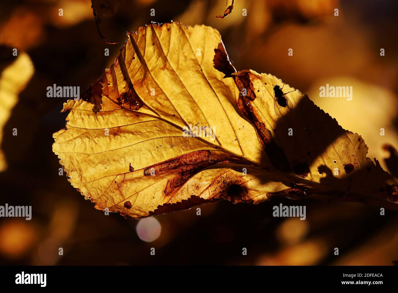 Heller Herbst Blätter mit einer Fliege im Hinterlicht Von der Sonne auf einem Baum Stockfoto