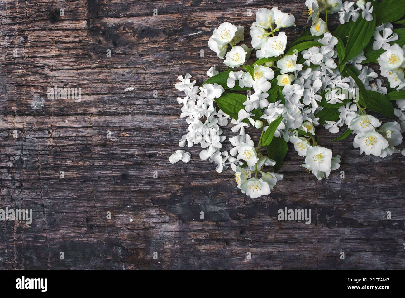 Frühling Jasmin Blumen auf Holz Hintergrund. Valentinstag Grußkarte Platz kopieren Draufsicht Stockfoto