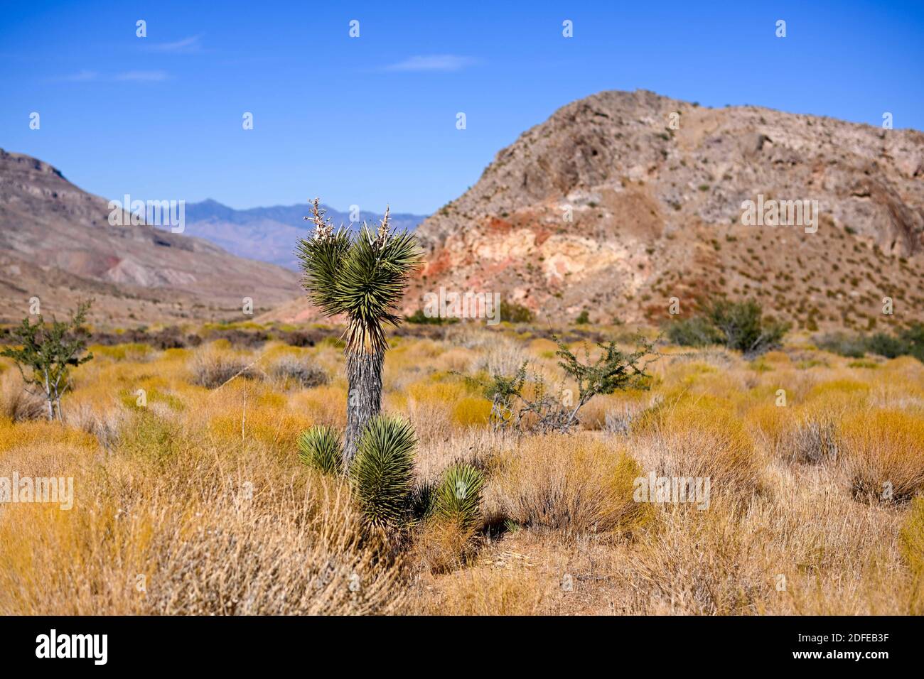 Joshua-Bäume werden in der Nähe des Gold Butte National Monument, Dienstag, 10. November 2020, in der Nähe von Mesquite, Nevada, gesehen. (Dylan Stewart/Image of Sport) Stockfoto