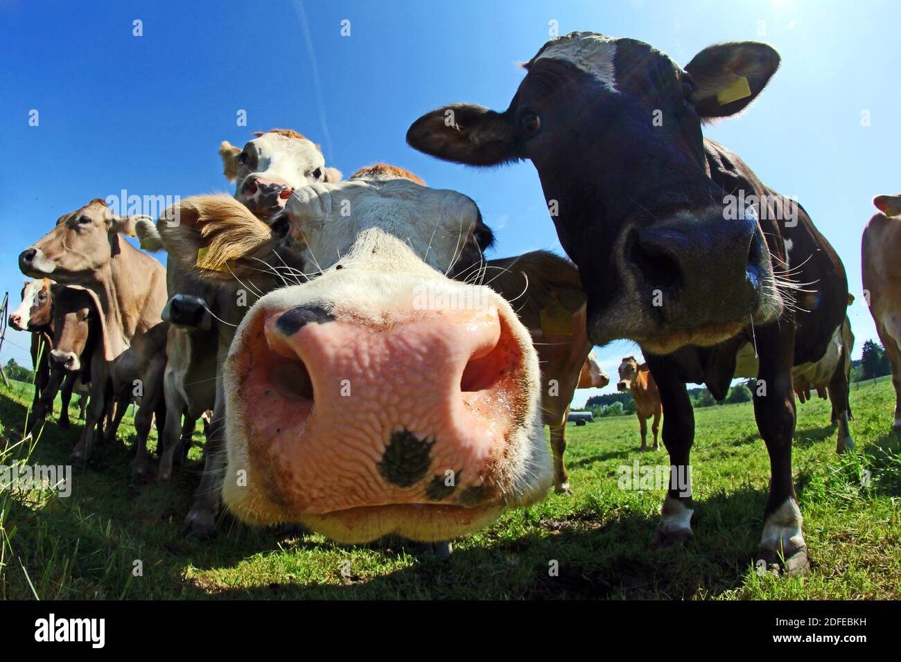 Lustige Weitwinkelaufnahme von neugierigen braunen und gefleckten Rindern auf Eine Weide in Bayern Stockfoto