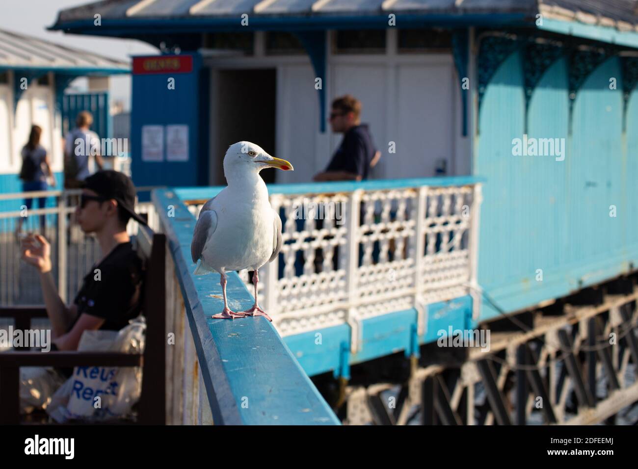 Eine Möwe thront und die potenziellen Beute aus den Augen Ein Geländer am Pier von Llandudno Stockfoto