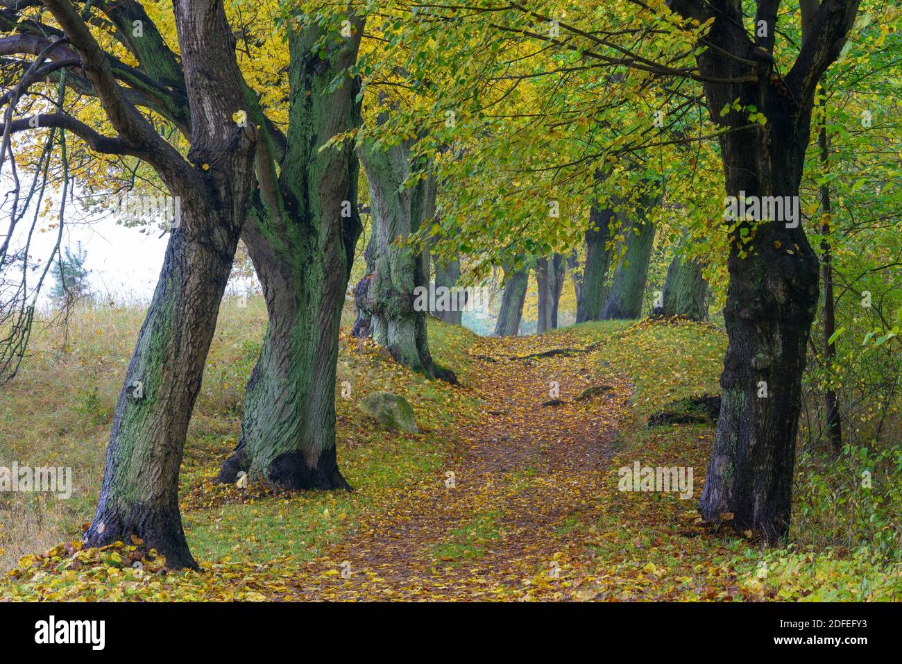 Bäume im Herbst, Aleee, Herbstlaub, Stockfoto