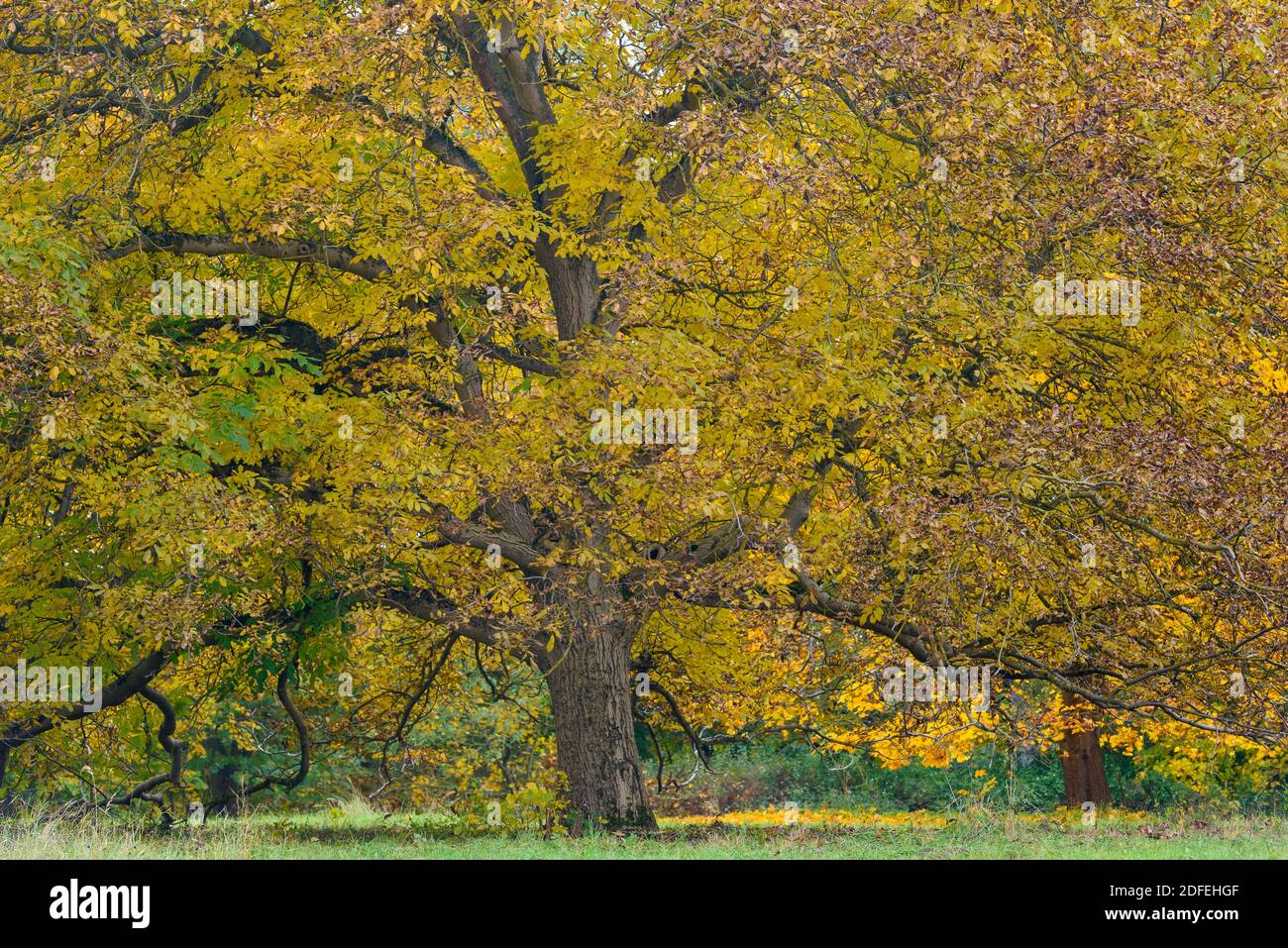 Bäume im Herbst, Aleee, Herbstlaub, Stockfoto