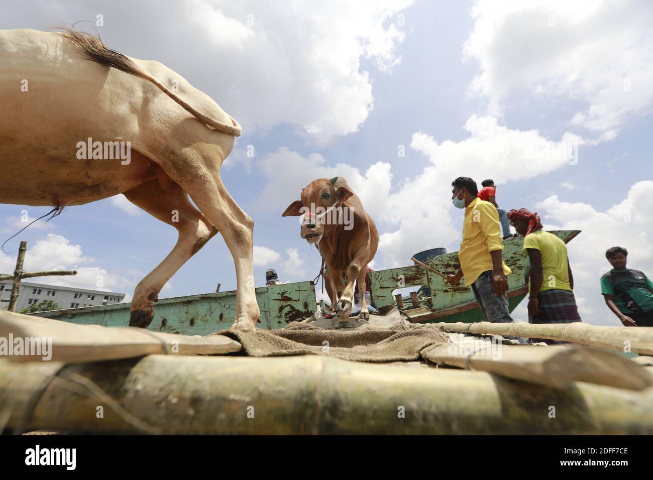 Händler aus Bangladesch laden ein Schiff mit Opfertieren für den kommenden Eid al-Adha auf dem Viehmarkt in Dhaka, Bangladesch, 25. Juli 2020. Foto von Suvra Kanti das/ABACAPRESS.COM Stockfoto