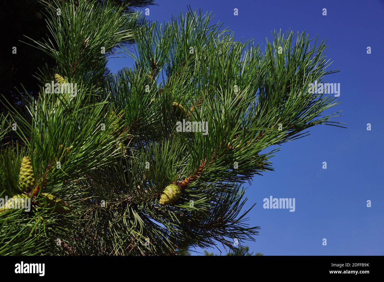 Pinus nigra, österreichische Kiefer oder Schwarzkiefer. Drei Kegel auf einem Ast. Stockfoto