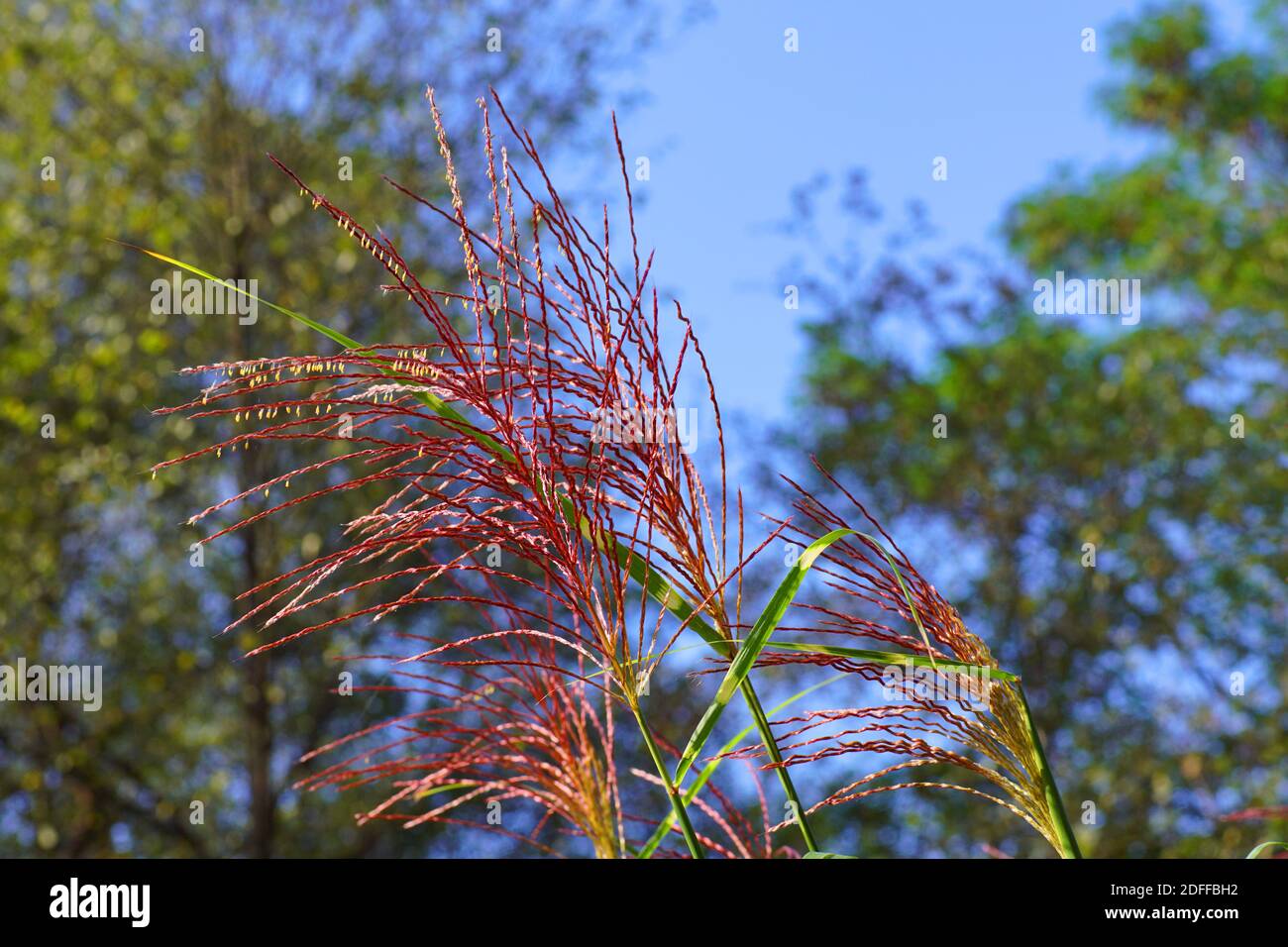 Miscanthus sinensis, das jungfräuliche Silbergras, ist eine blühende Pflanze aus der Grassfamilie Poaceae. Herbst im Garten. Stockfoto