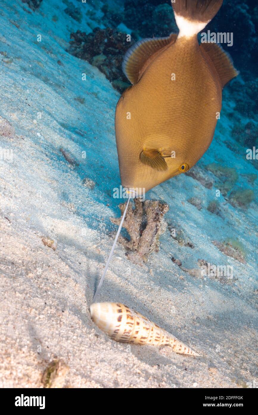 Dies ist eines in einer Serie von vier Bildern eines gefurrten oder maskierten Drückerfisches, Sufflamen fraenatum, das eine Marlinspießschnecke, Terebra maculata, fro, extrahiert Stockfoto