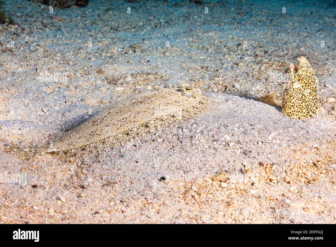 Eine Pfauenflunder, Bothus mancus, und ein Sommersprossen-Schlangenaal, Callechelys lutea, teilen sich einen Moment im Sand, Hawaii. Pfauenflunder können die Farbe ändern Stockfoto