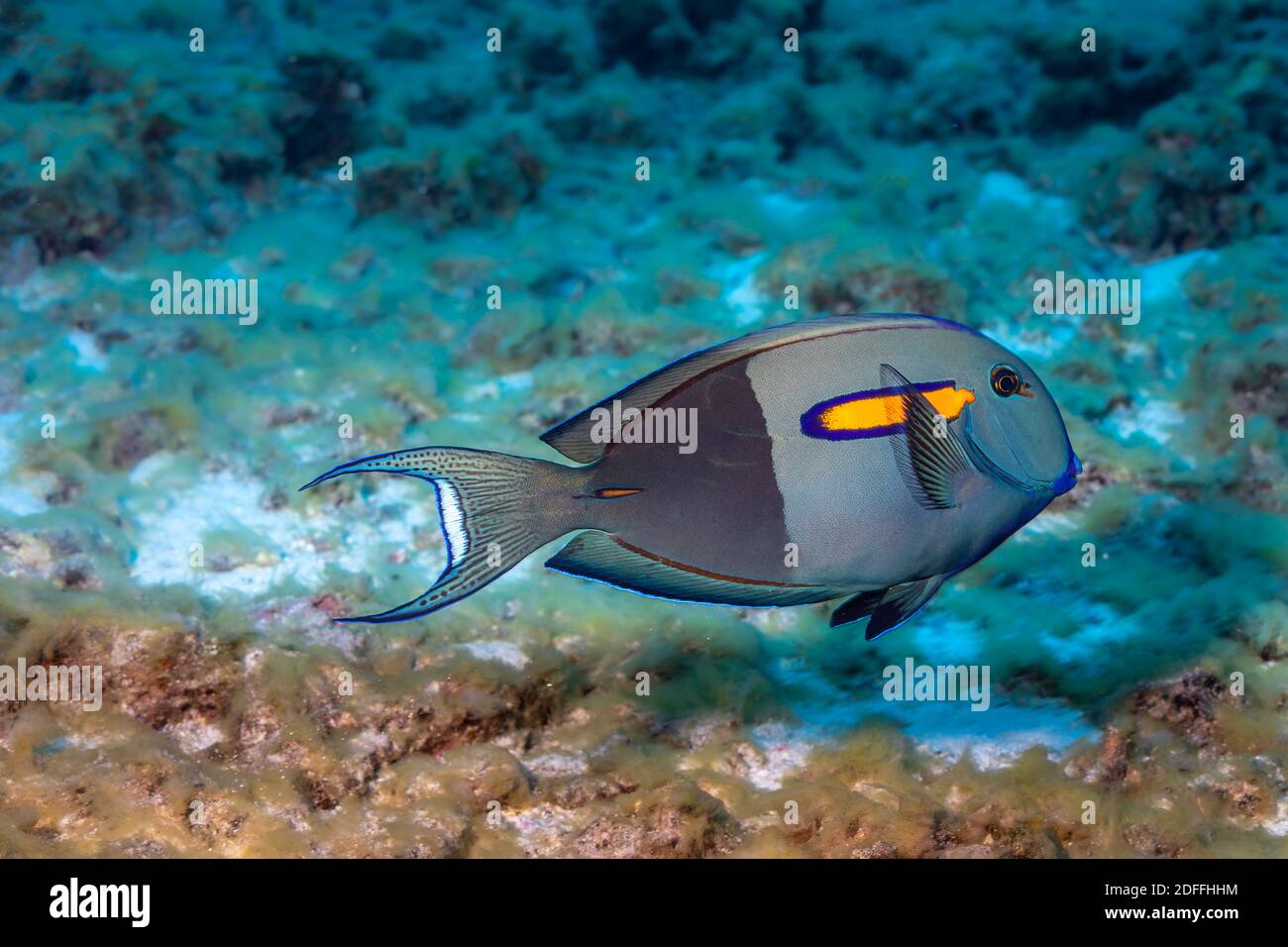 Orangeband Surgeonfish, Acanthurus olivaceus, kann die Farbe schnell ändern, aber die Hälfte und Hälfte Färbung ist die häufigste, Hawaii. Egal, was col Stockfoto