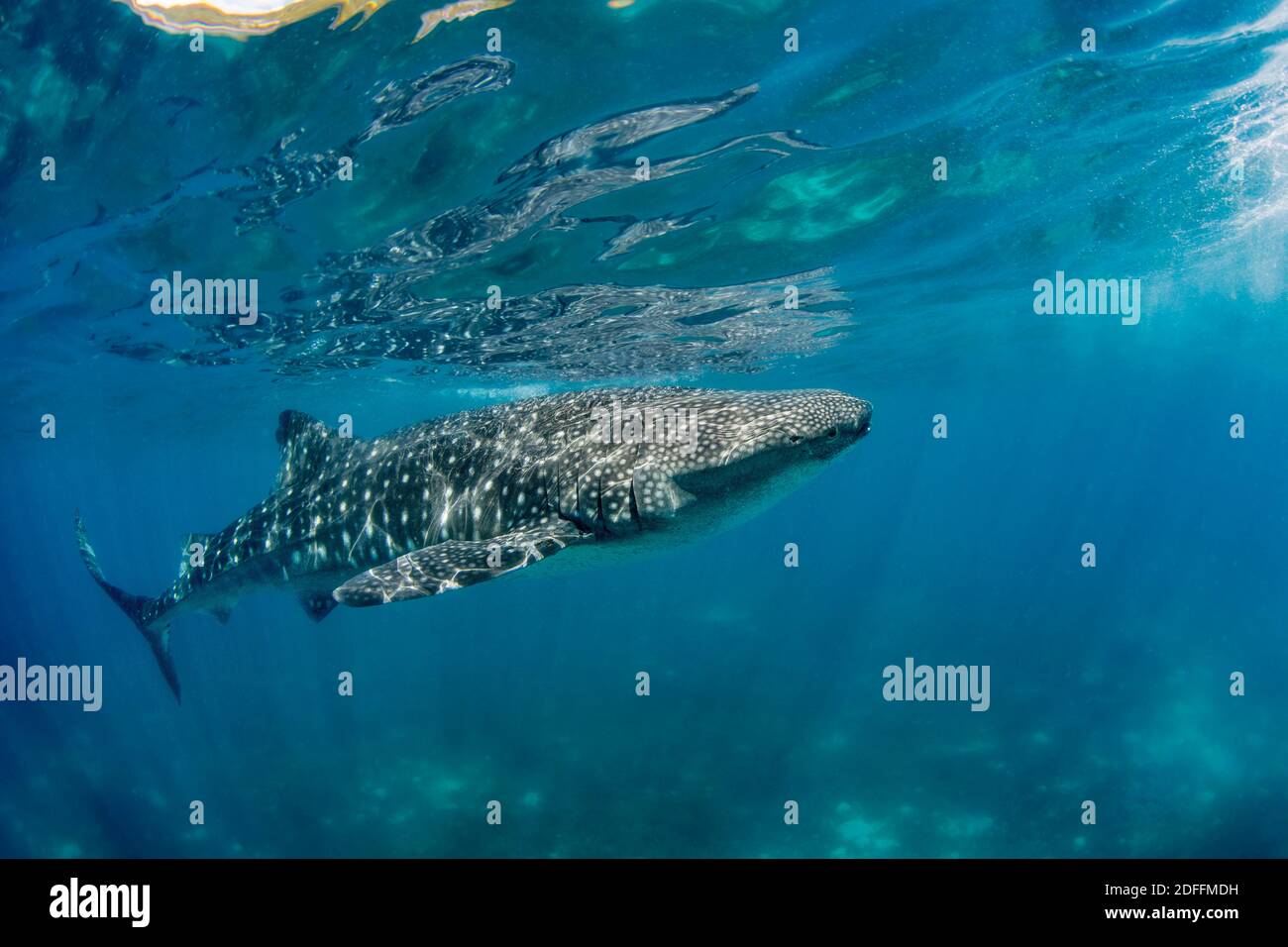 Ein Walhai, Rhiniodon Typus, an der Oberfläche, Philippinen. Dies ist die weltweit größte Fischart. Stockfoto
