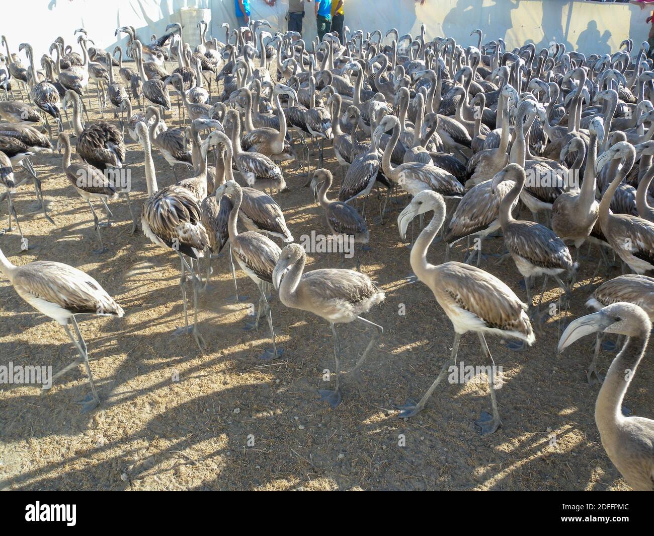 Rosa Flamingohühner während des klingenden Fangen in der Fuente De Piedra See Stockfoto