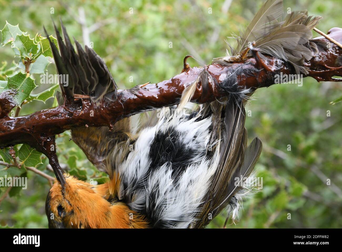 Handout Foto - während die Europäische Kommission Frankreich drei Monate Zeit gegeben hat, um "seine Vogelfangmethoden zu betrachten", fordern Jäger, dass diese Praxis beibehalten wird. Das französische Oberste Gericht wies zuvor die Forderung der Vogelschutzgruppe la Ligue de Protection des Oiseaux (LPO) zurück, die Technik zu verbieten. Er sagte, dass feste und saisonale Quoten für die Vogeljagd stattdessen beibehalten werden sollten, wobei Jäger dieses Niveau nicht überschreiten dürfen. So können Jäger die Methode bis zu den Quotenbeträgen in den Alpes-de-Haute-Provence, den Alpes-Maritimes, Bouc weiterhin legal anwenden Stockfoto