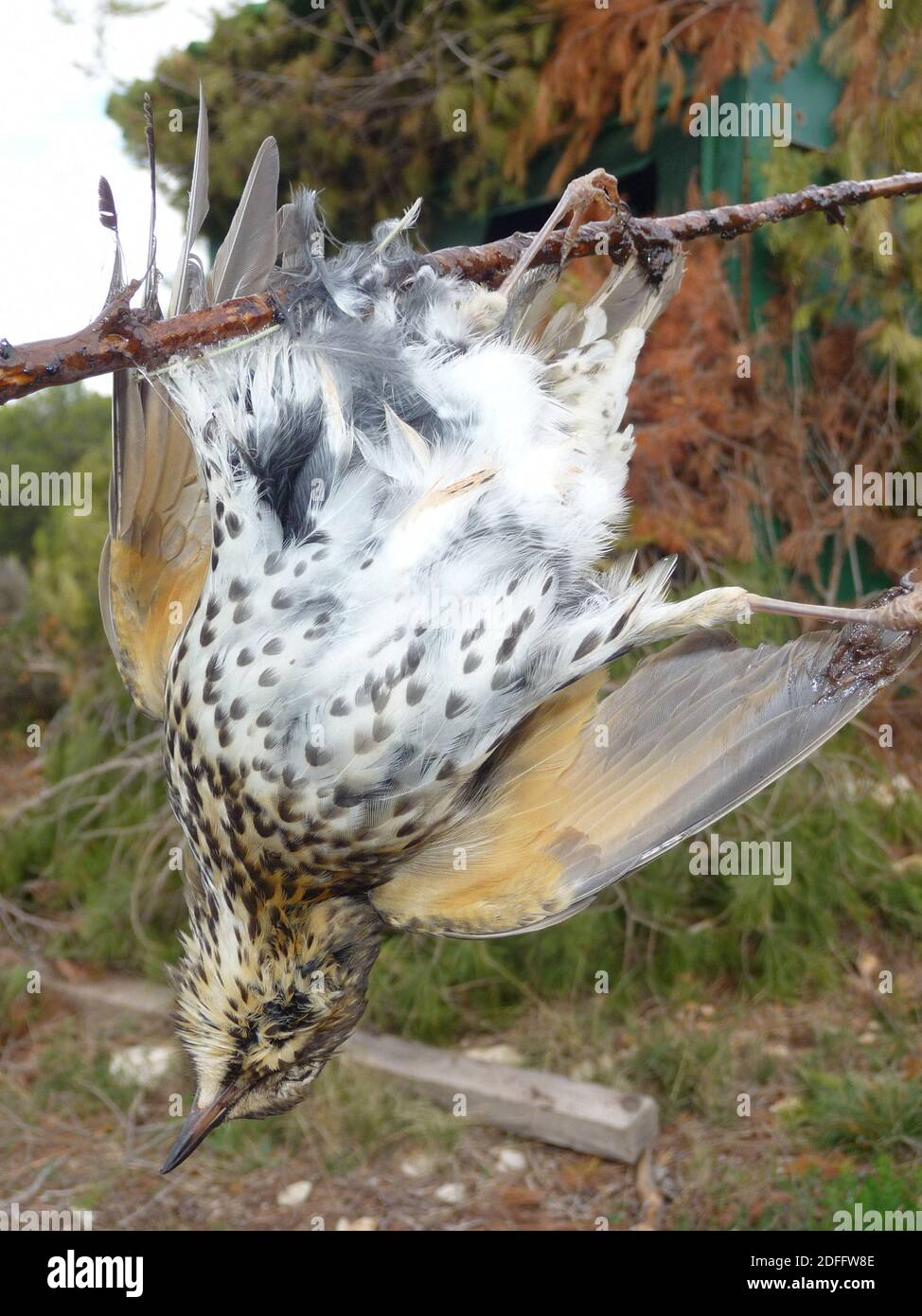 Handout Foto - während die Europäische Kommission Frankreich drei Monate Zeit gegeben hat, um "seine Vogelfangmethoden zu betrachten", fordern Jäger, dass diese Praxis beibehalten wird. Das französische Oberste Gericht wies zuvor die Forderung der Vogelschutzgruppe la Ligue de Protection des Oiseaux (LPO) zurück, die Technik zu verbieten. Er sagte, dass feste und saisonale Quoten für die Vogeljagd stattdessen beibehalten werden sollten, wobei Jäger dieses Niveau nicht überschreiten dürfen. So können Jäger die Methode bis zu den Quotenbeträgen in den Alpes-de-Haute-Provence, den Alpes-Maritimes, Bouc weiterhin legal anwenden Stockfoto