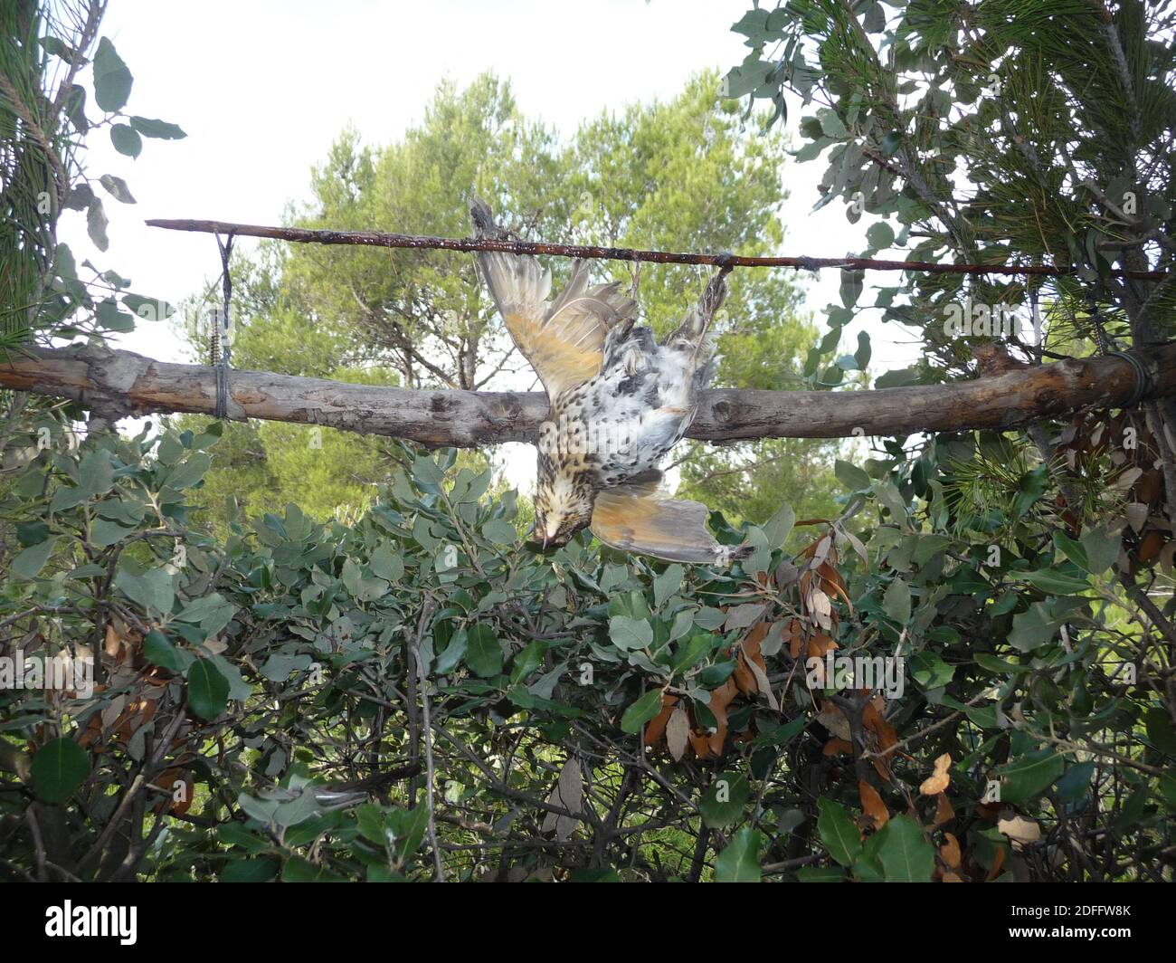 Handout Foto - während die Europäische Kommission Frankreich drei Monate Zeit gegeben hat, um "seine Vogelfangmethoden zu betrachten", fordern Jäger, dass diese Praxis beibehalten wird. Das französische Oberste Gericht wies zuvor die Forderung der Vogelschutzgruppe la Ligue de Protection des Oiseaux (LPO) zurück, die Technik zu verbieten. Er sagte, dass feste und saisonale Quoten für die Vogeljagd stattdessen beibehalten werden sollten, wobei Jäger dieses Niveau nicht überschreiten dürfen. So können Jäger die Methode bis zu den Quotenbeträgen in den Alpes-de-Haute-Provence, den Alpes-Maritimes, Bouc weiterhin legal anwenden Stockfoto