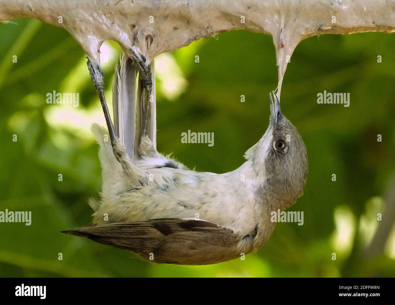 Handout Foto - während die Europäische Kommission Frankreich drei Monate Zeit gegeben hat, um "seine Vogelfangmethoden zu betrachten", fordern Jäger, dass diese Praxis beibehalten wird. Das französische Oberste Gericht wies zuvor die Forderung der Vogelschutzgruppe la Ligue de Protection des Oiseaux (LPO) zurück, die Technik zu verbieten. Er sagte, dass feste und saisonale Quoten für die Vogeljagd stattdessen beibehalten werden sollten, wobei Jäger dieses Niveau nicht überschreiten dürfen. So können Jäger die Methode bis zu den Quotenbeträgen in den Alpes-de-Haute-Provence, den Alpes-Maritimes, Bouc weiterhin legal anwenden Stockfoto