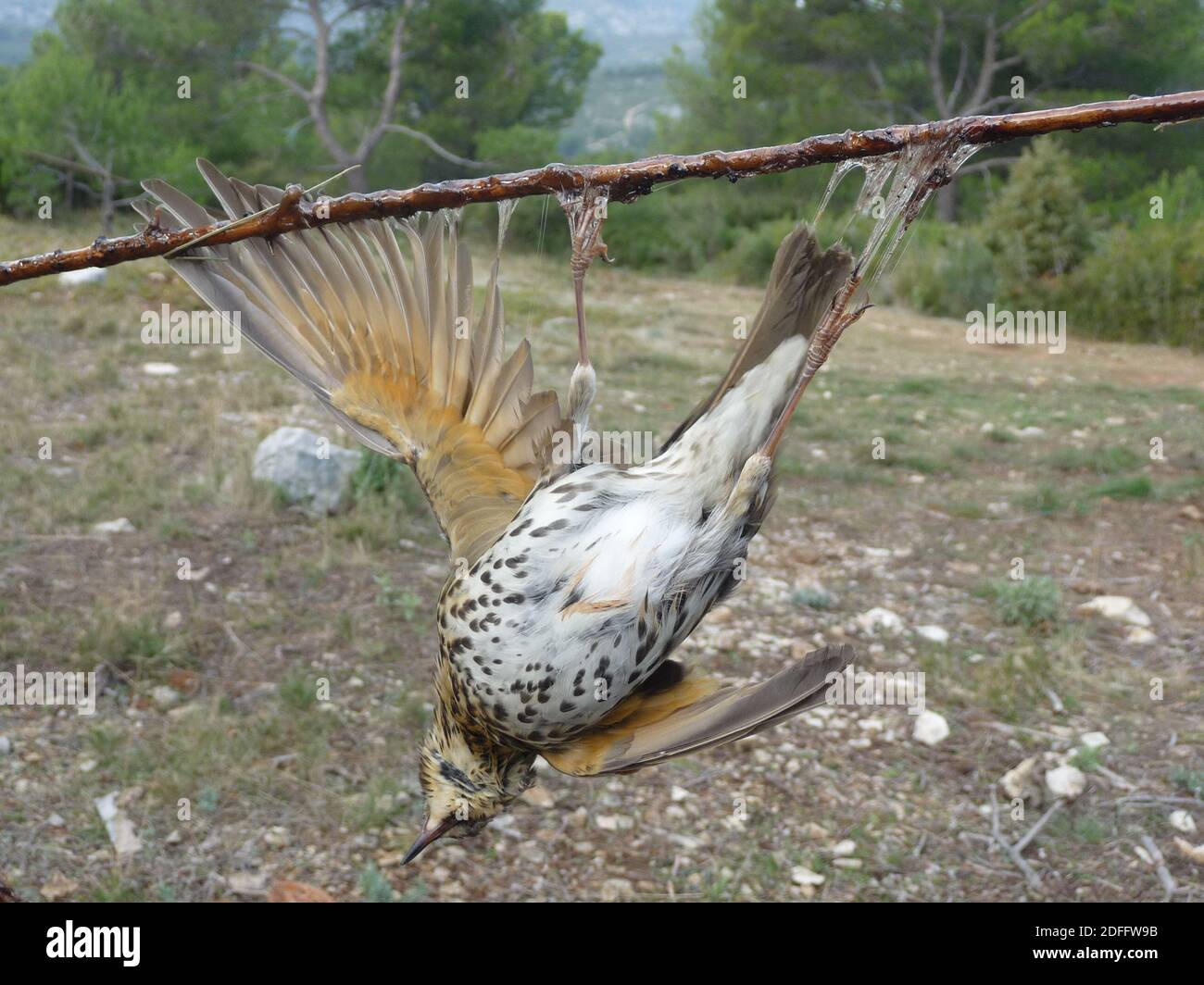 Handout Foto - während die Europäische Kommission Frankreich drei Monate Zeit gegeben hat, um "seine Vogelfangmethoden zu betrachten", fordern Jäger, dass diese Praxis beibehalten wird. Das französische Oberste Gericht wies zuvor die Forderung der Vogelschutzgruppe la Ligue de Protection des Oiseaux (LPO) zurück, die Technik zu verbieten. Er sagte, dass feste und saisonale Quoten für die Vogeljagd stattdessen beibehalten werden sollten, wobei Jäger dieses Niveau nicht überschreiten dürfen. So können Jäger die Methode bis zu den Quotenbeträgen in den Alpes-de-Haute-Provence, den Alpes-Maritimes, Bouc weiterhin legal anwenden Stockfoto