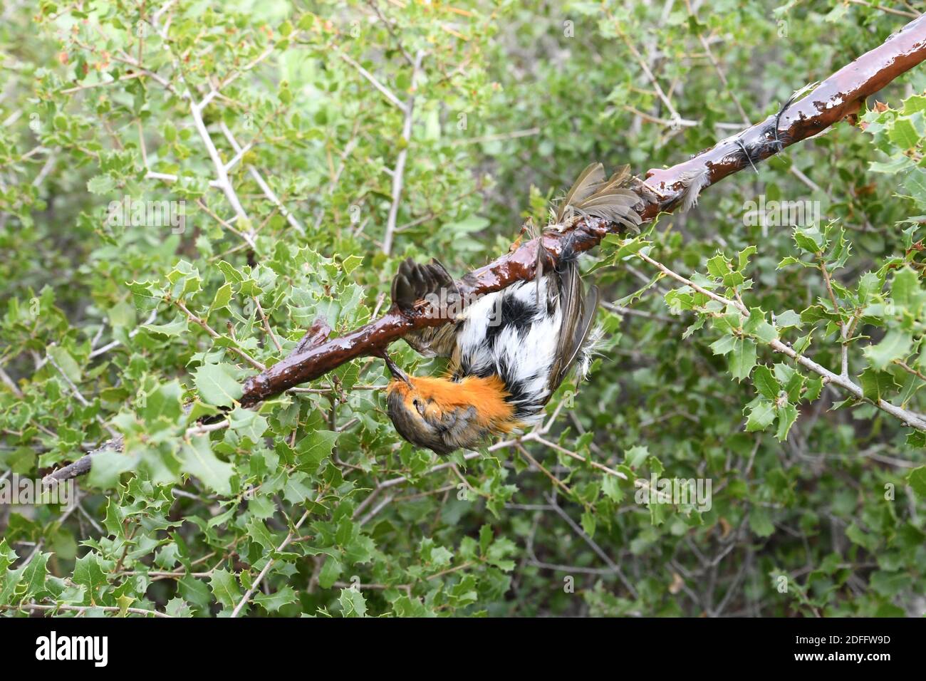 Handout Foto - während die Europäische Kommission Frankreich drei Monate Zeit gegeben hat, um "seine Vogelfangmethoden zu betrachten", fordern Jäger, dass diese Praxis beibehalten wird. Das französische Oberste Gericht wies zuvor die Forderung der Vogelschutzgruppe la Ligue de Protection des Oiseaux (LPO) zurück, die Technik zu verbieten. Er sagte, dass feste und saisonale Quoten für die Vogeljagd stattdessen beibehalten werden sollten, wobei Jäger dieses Niveau nicht überschreiten dürfen. So können Jäger die Methode bis zu den Quotenbeträgen in den Alpes-de-Haute-Provence, den Alpes-Maritimes, Bouc weiterhin legal anwenden Stockfoto