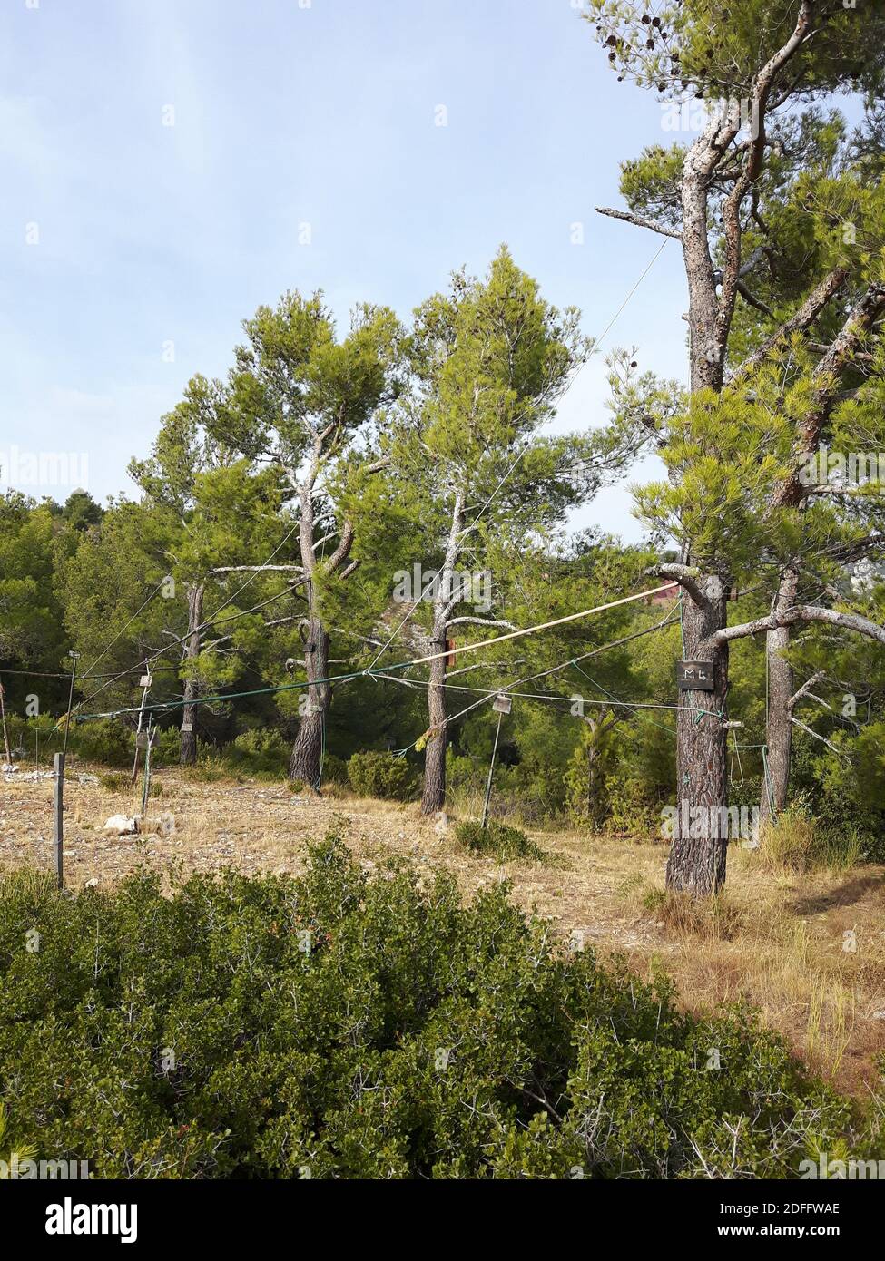 Handout Foto - während die Europäische Kommission Frankreich drei Monate Zeit gegeben hat, um "seine Vogelfangmethoden zu betrachten", fordern Jäger, dass diese Praxis beibehalten wird. Das französische Oberste Gericht wies zuvor die Forderung der Vogelschutzgruppe la Ligue de Protection des Oiseaux (LPO) zurück, die Technik zu verbieten. Er sagte, dass feste und saisonale Quoten für die Vogeljagd stattdessen beibehalten werden sollten, wobei Jäger dieses Niveau nicht überschreiten dürfen. So können Jäger die Methode bis zu den Quotenbeträgen in den Alpes-de-Haute-Provence, den Alpes-Maritimes, Bouc weiterhin legal anwenden Stockfoto