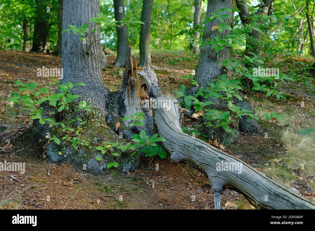 Der Meudon State Forest mit seinen 9 Teichen erstreckt sich über fast 1,100 Hektar. Der Kastanienbaum, ist die Mehrheit der Arten, gefolgt von Buche und Eiche. Unter ihrem Laub befinden sich mehr als 7,000 Tierarten. Der Wasserstand der Teiche ist niedrig. Am 9. september 2020 in Meudon, Frankreich. Foto von Marie Hubert Psaila/ABACAPRESS.COM Stockfoto