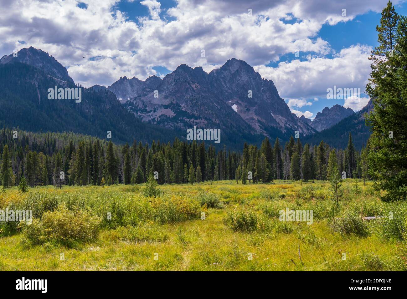 Wiese in der Nähe der Wildnis Grenze, Fishhook Creek Trail, Sawtooth National Erholungsgebiet, Stanley, Idaho. Stockfoto