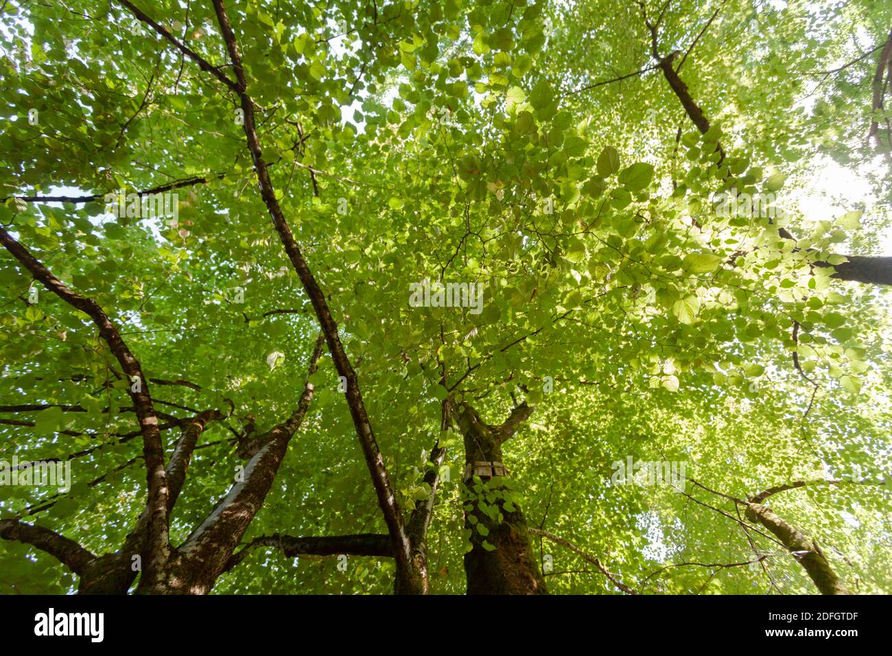 Die Krone eines großen grünen Baumes Stockfoto