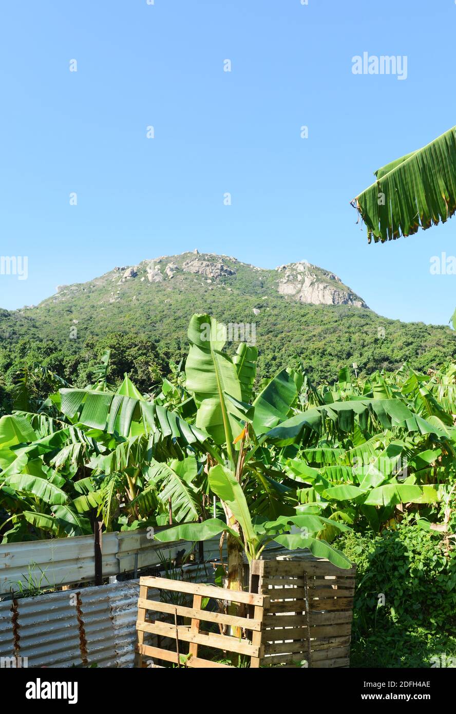 Bananenplantagen auf Lamma Island in Hong Kong. Stockfoto