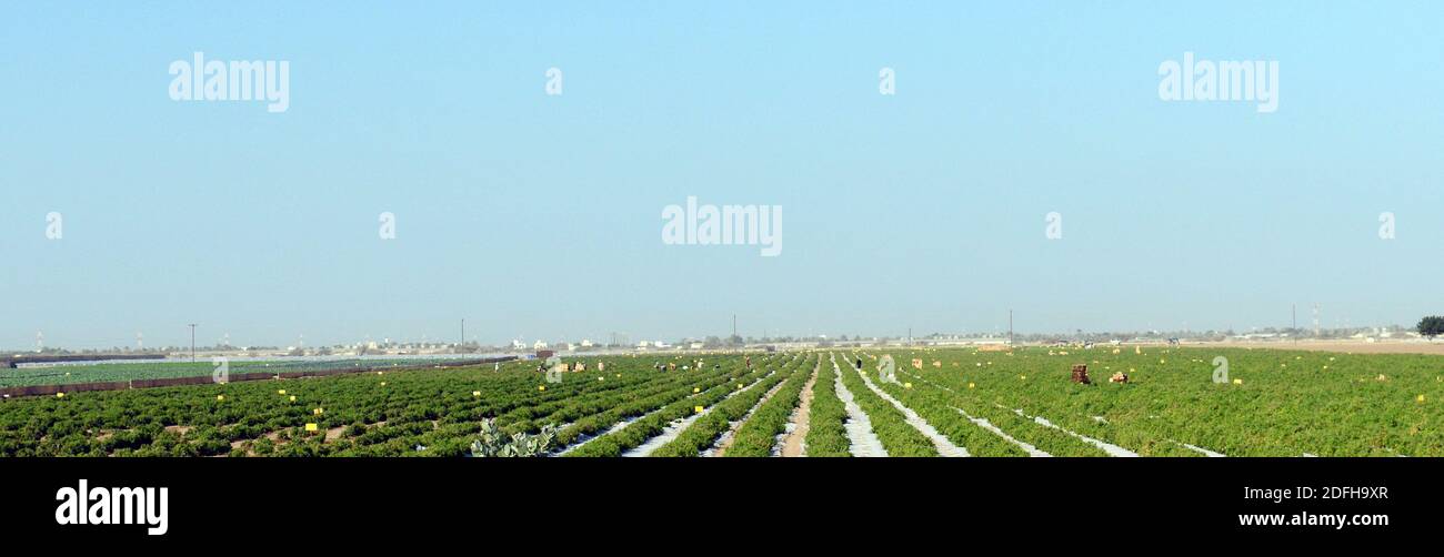 Eine Gemüsefarm in Oman. Stockfoto