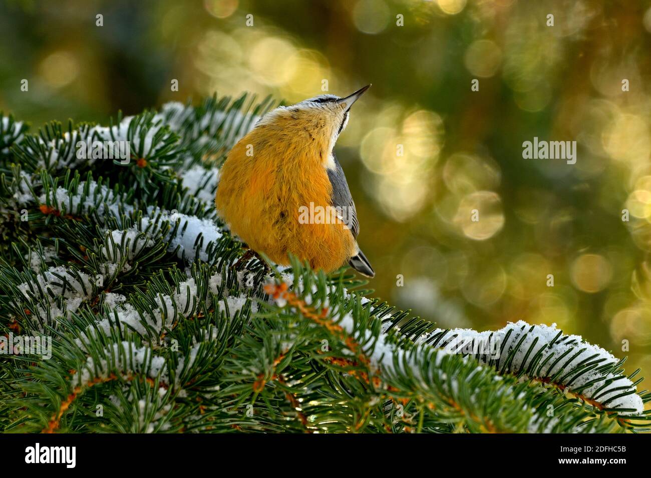 Ein Rotreiher Nuthatch 'Sitta canadensis', der auf einem grünen, schneebedeckten Fichtenzweig thront und nach allen Anzeichen von Gefahr im ländlichen Alberta Can sucht Stockfoto