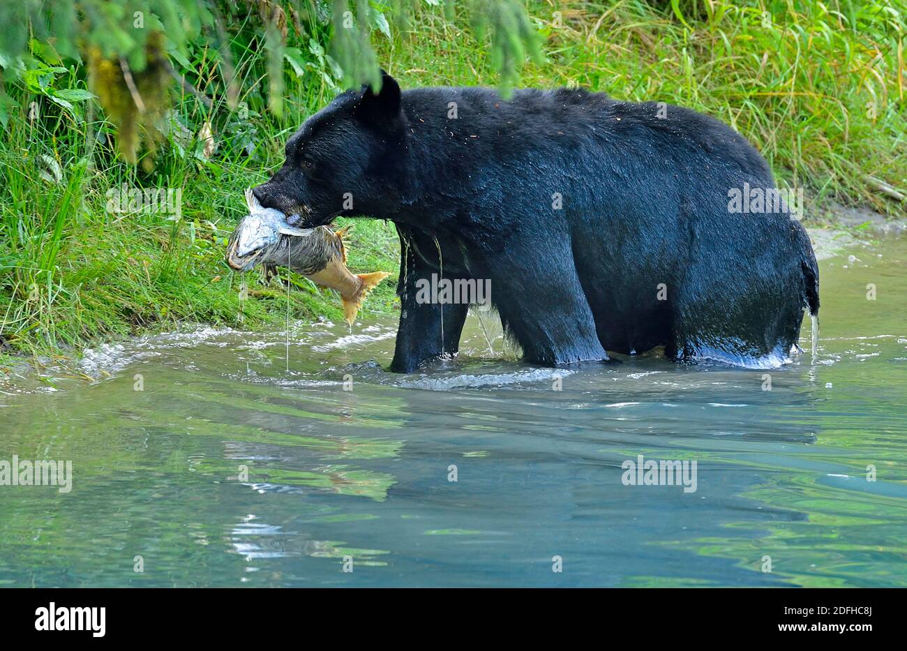 Ein wilder Schwarzbär an der Küste, 'Ursus americanus', der einen toten Lachs aus dem Bach heraus pflegt, um sich im abgelegenen British Columbia Kanada zu ernähren. Stockfoto