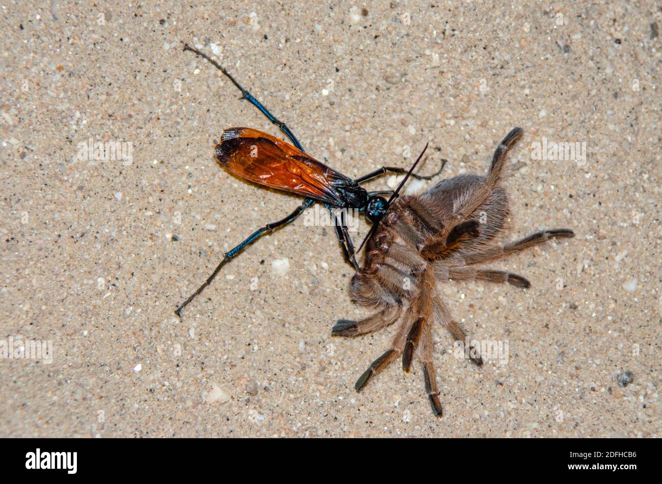 Tarantula Hawk (Pepsis formosa) und Desert Tarantula (Aphonopelma chalcodes) Stockfoto