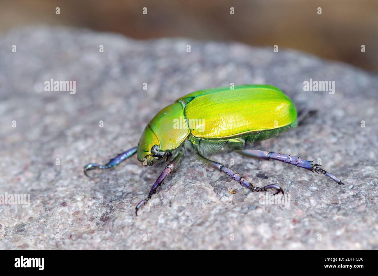 Beyer's Jeweled Scarab (Chrysina beyeri) Stockfoto
