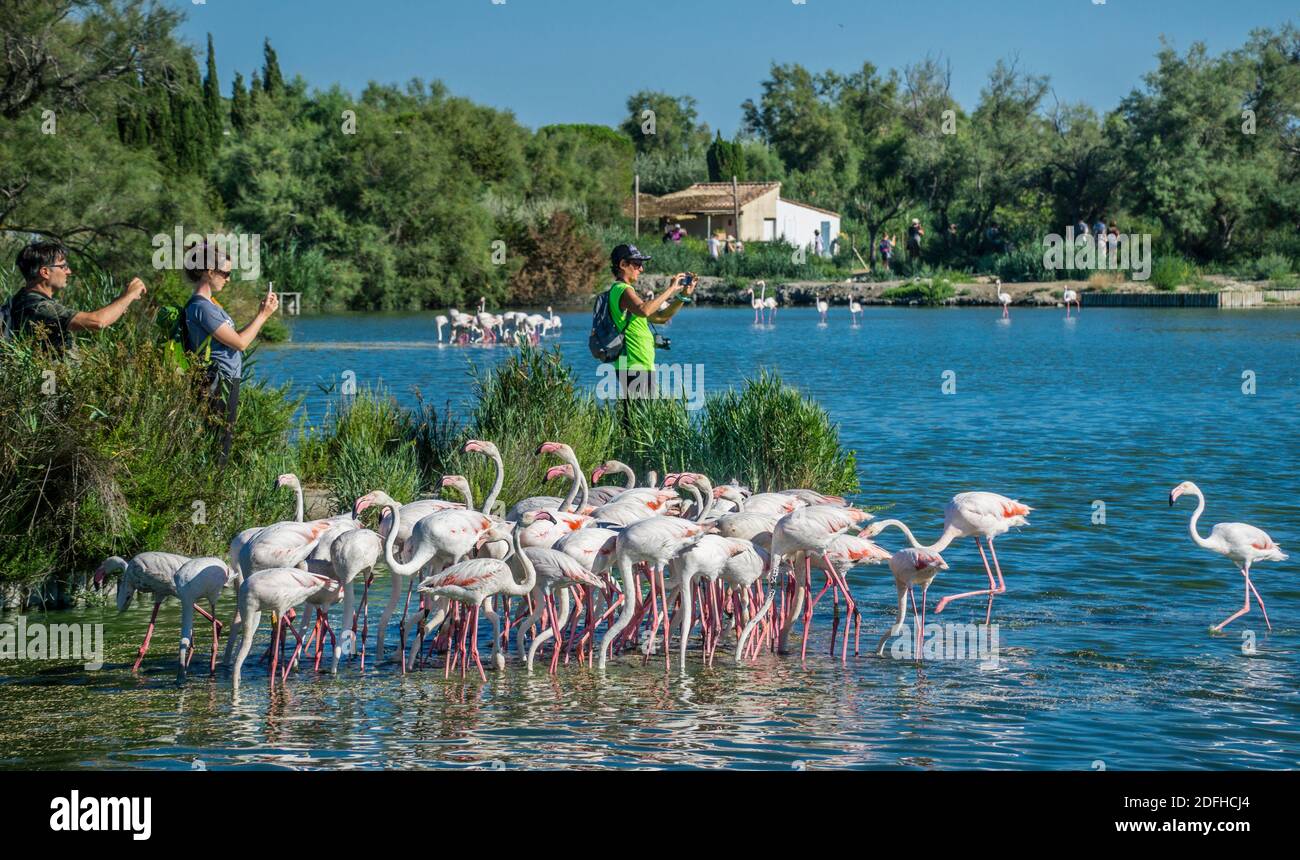 Flamingos in den Feuchtgebieten der Camargue im Vogelpark Pont de Gau in der Nähe von Saintes-Maries-de-la-Mer, Département Bouches-du-Rhône, Provence-Alpe Stockfoto