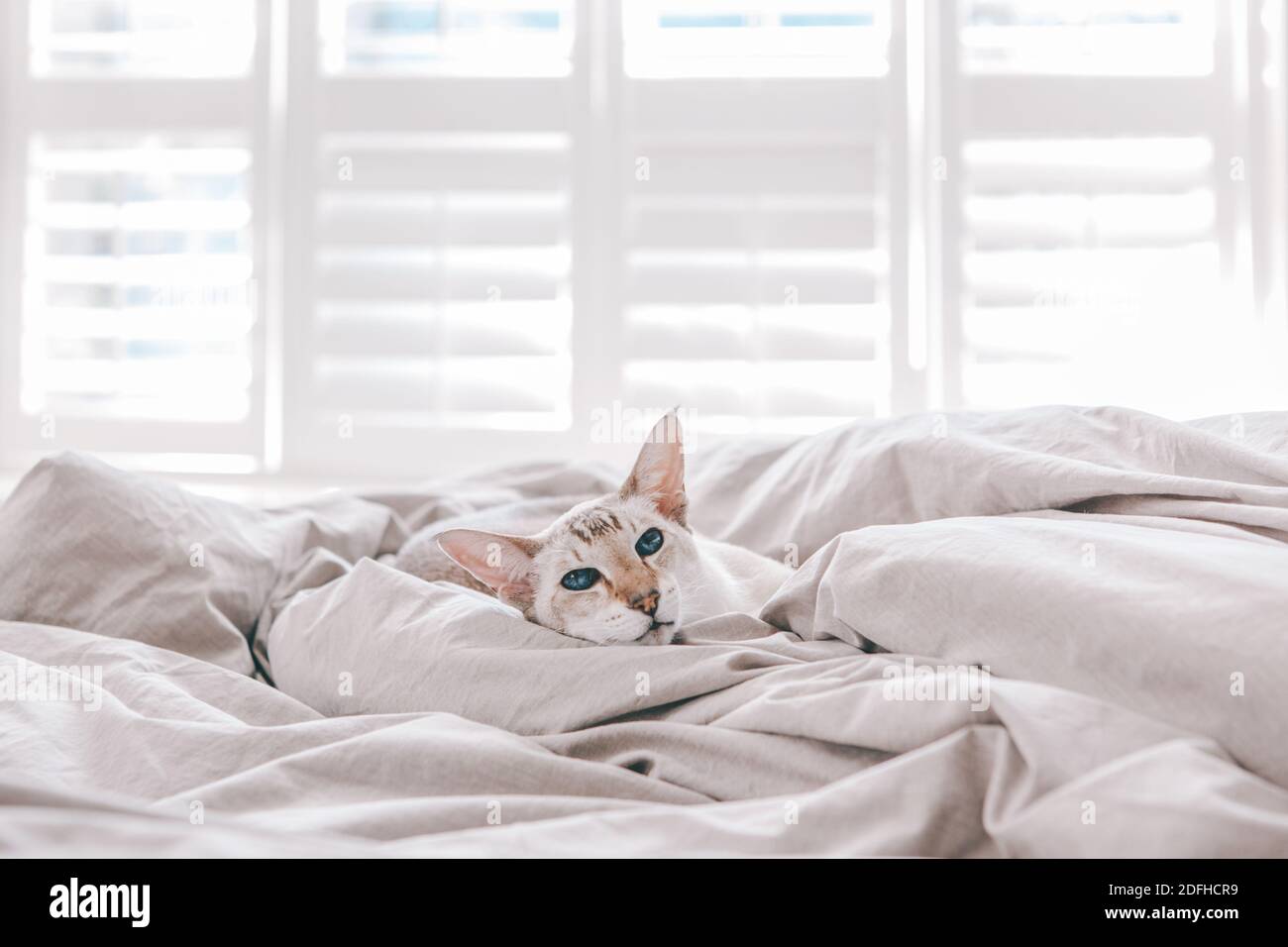 Schöne blauäugige orientalische Rasse Katze liegend auf dem Bett zu Hause Blick in die Kamera ruhen. Flauschige behaarte Haustier mit blauen Augen zu Hause entspannen. Ador Stockfoto