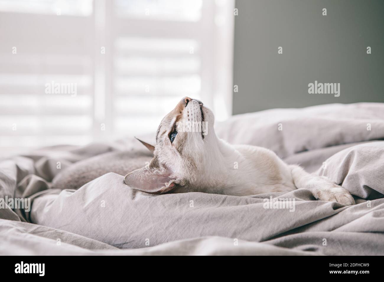 Schöne blauäugige orientalische Rasse Katze liegend auf dem Bett zu Hause nach oben schauen. Flauschige behaarte Haustier mit blauen Augen zu Hause entspannen. Entzückendes Fu Stockfoto