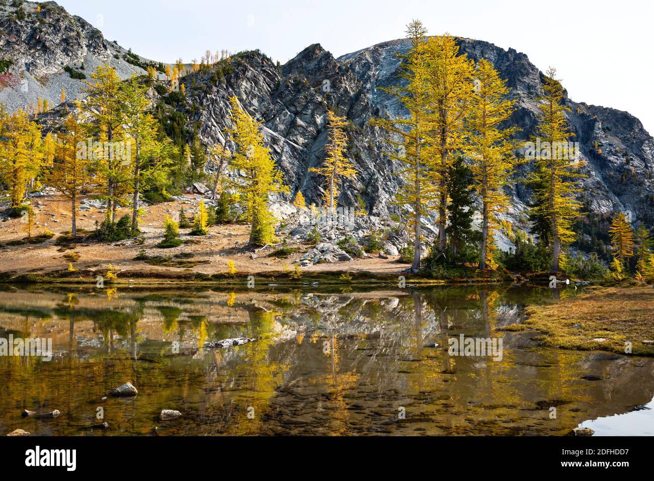 WA18687-00...WASHINGTON - farbenfrohe subalpine Lärche, die sich im Lower Ice Lake im Glacier Peak Wilderness Area spiegelt. Stockfoto