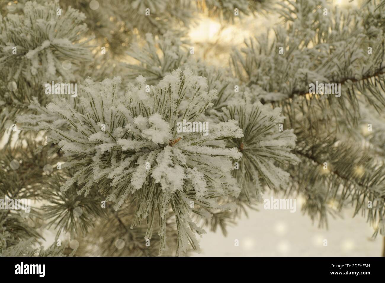 Weihnachtsbaum ist mit frischem Schnee bedeckt. Kiefer und flauschiger Schnee, Neujahrsfest Konzept. Wintermärchen im Wald. Raum kopieren Stockfoto