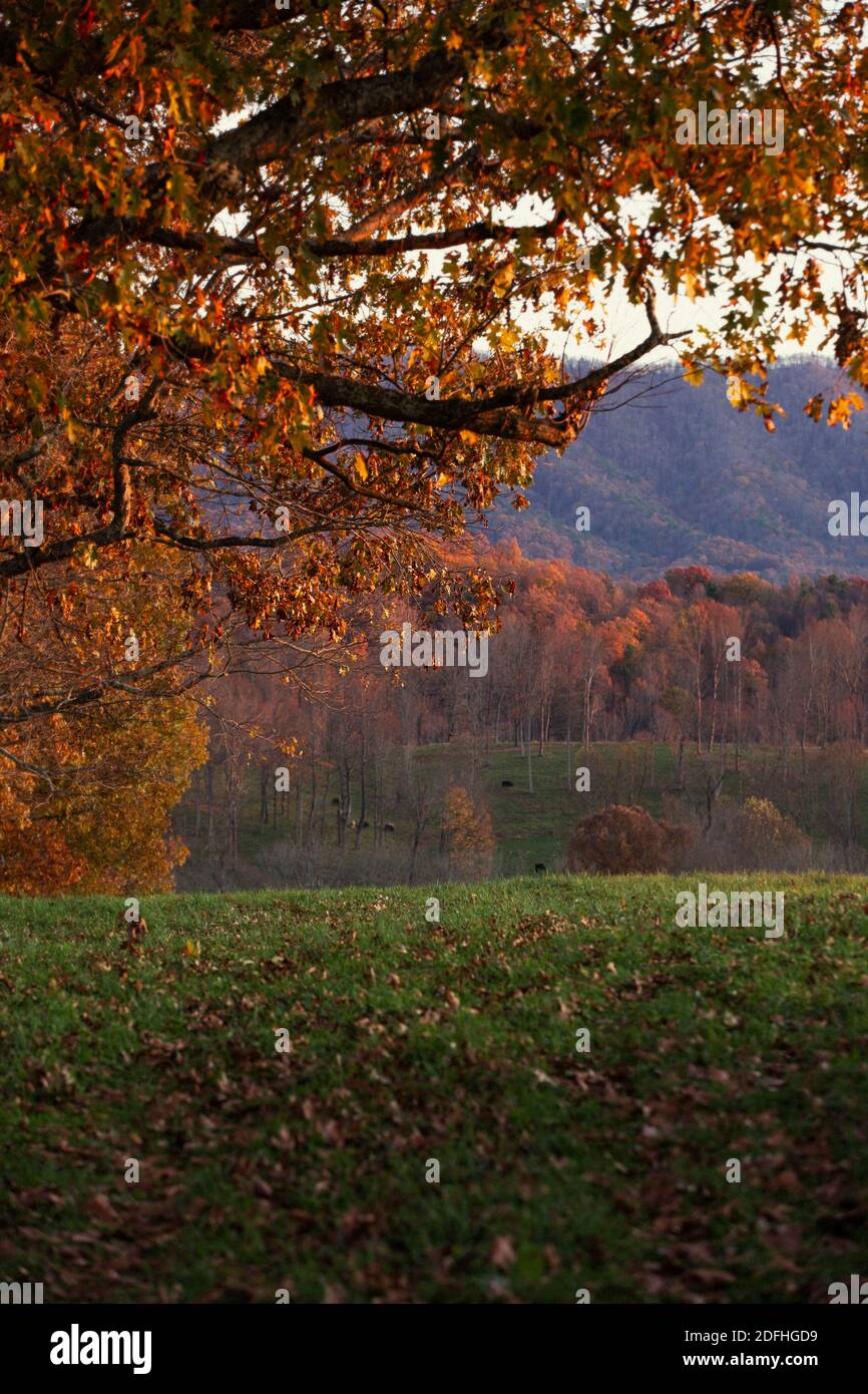 Blick auf die Appalachischen Berge durch Herbstbäume in Chilhowie, Virginia Stockfoto