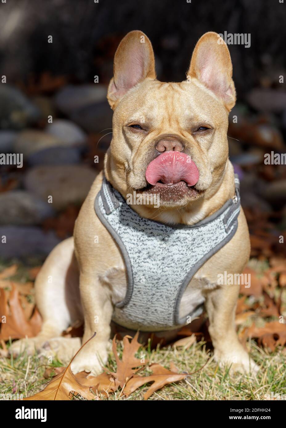 Männlich Französisch Bulldog sitzt und leckt seine Nase Stockfoto