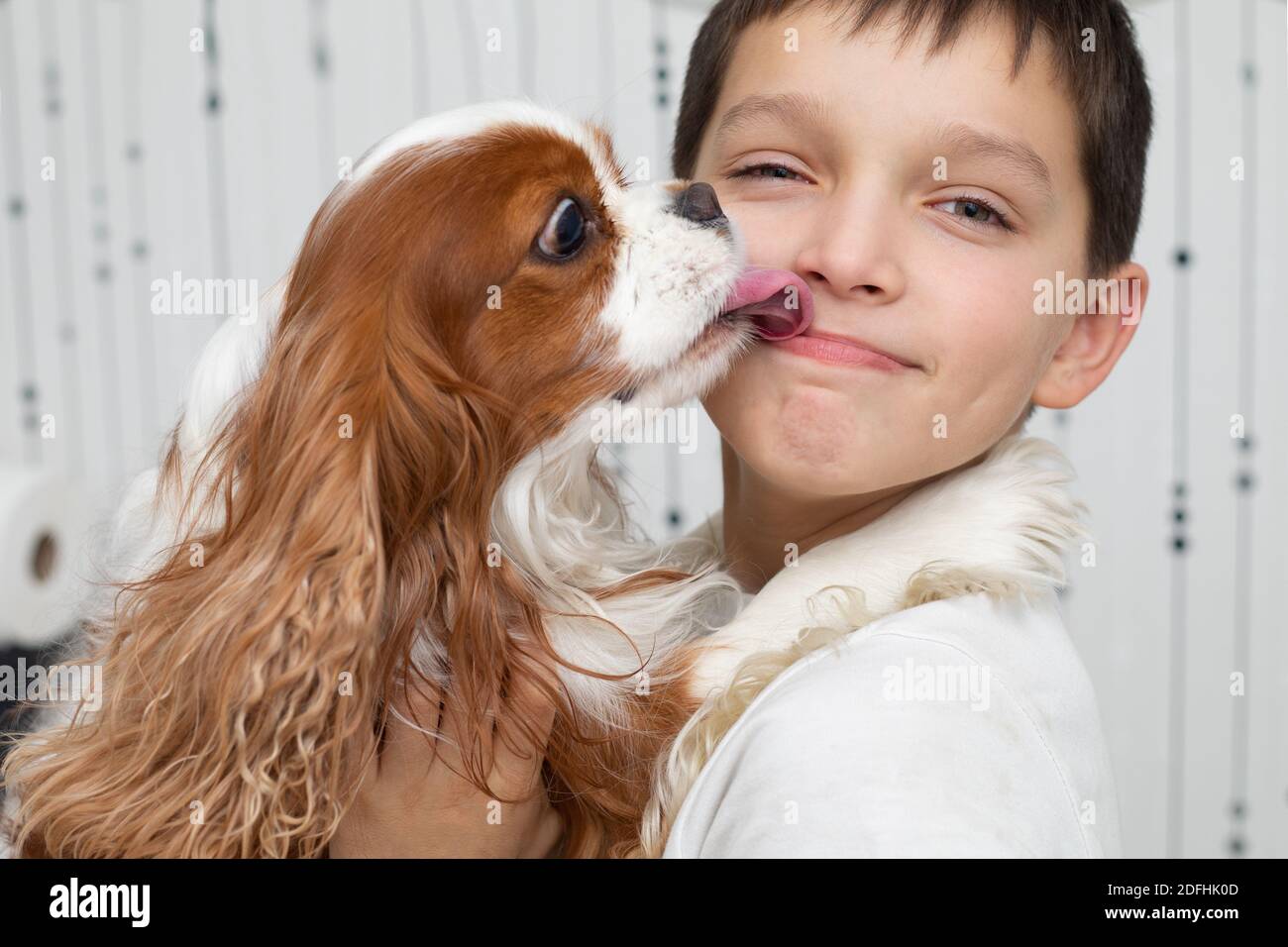 Hund schaut besitzer an und leckt Fotos und Bildmaterial in hoher Auflösung Alamy