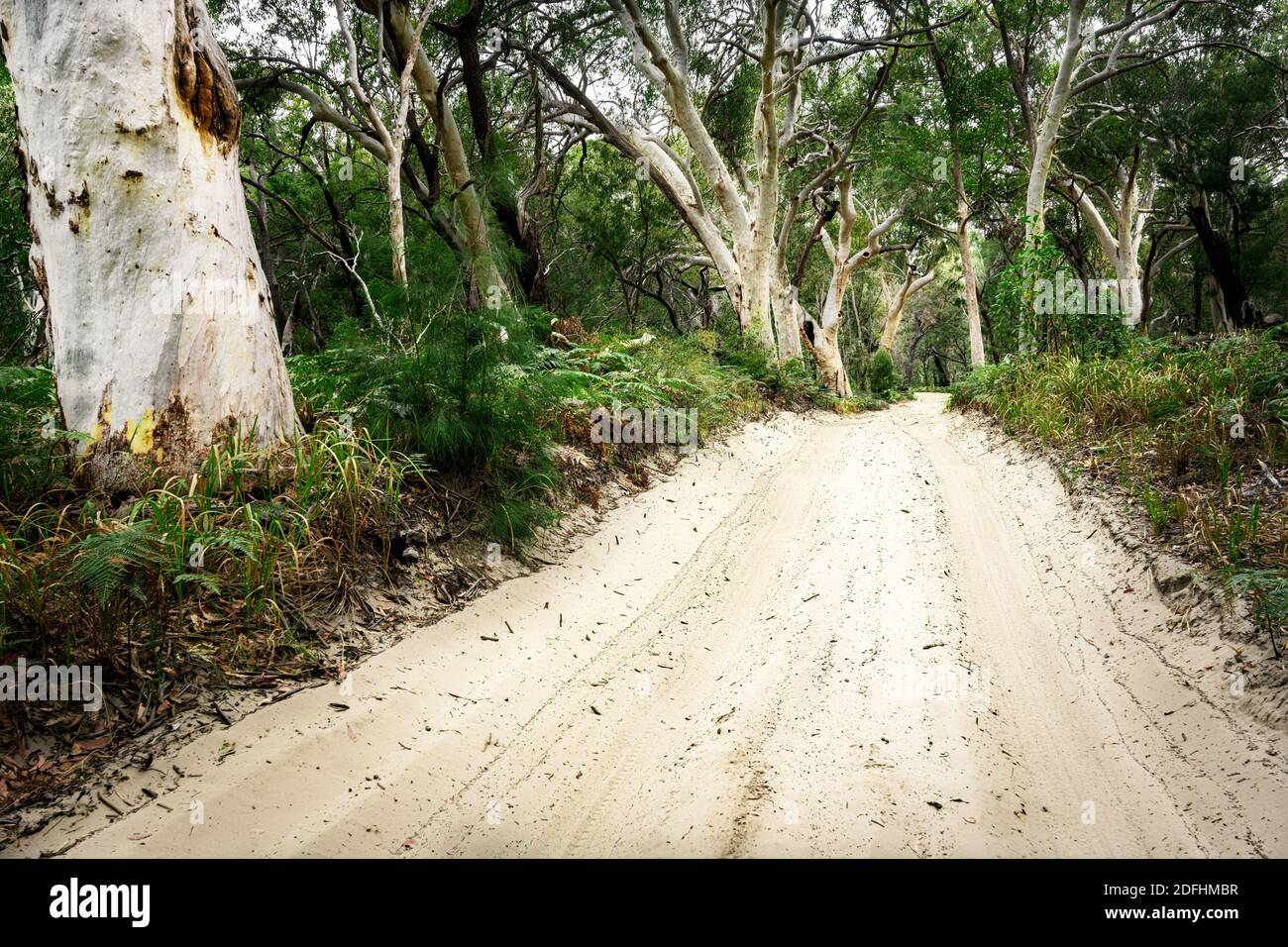 Sandiger Binnenweg auf Fraser Island, das zum Weltnaturerbe zählt. Stockfoto