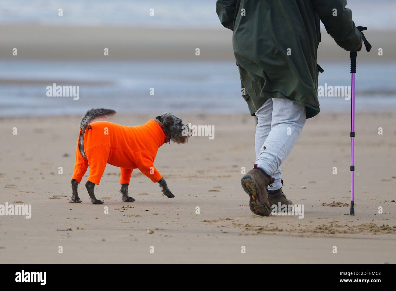 Camber, East Sussex, Großbritannien. 05 Dez 2020. Wetter in Großbritannien: Der Wind hat sich gebessern, was ideal für diese Kitesurfer ist, die die stürmischen Bedingungen bei Camber in East Sussex nutzen. „Dodge“ das Pudel-Kreuz hüllt sich warm ‘Deinem hellen Körperwärmer ein. Foto: PAL Media/Alamy Live News Stockfoto