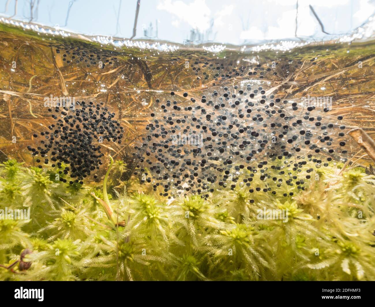 Laich frosch eier see Fotos und Bildmaterial in hoher Auflösung Alamy
