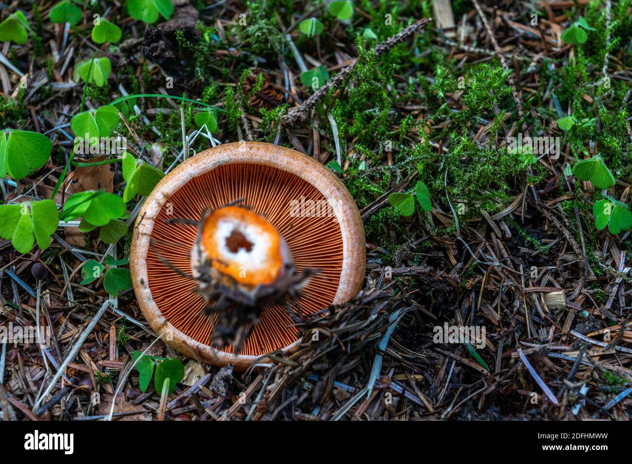 Lactarius Deterrimus Kiemen. Stockfoto