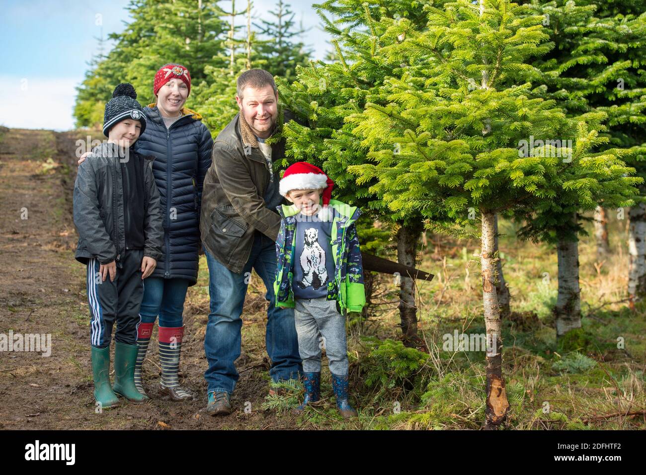 Glasgow, Schottland, Großbritannien. Dezember 2020. Im Bild: Es gibt jede Menge festlicher Spaß, denn viele Familien gehen in die Eden Mills Christmas Tree Farm, die als erste Drive Thru Grotto in Schottland eine festliche Premiere hat, wo die Kinder mit Mama und Papa den Weihnachtsmann besuchen können, der natürlich alle sozial distanziert ist. Sie können rund fahren treffen die Lamas und die Schafe, fragen Santa, was sie für Weihnachten und dann können sie wählen und schneiden ihre ganz eigenen Weihnachtsbaum. Warme Mahlzeiten und Erfrischungen können auch vorbestellt werden. Quelle: Colin Fisher/Alamy Live News Stockfoto