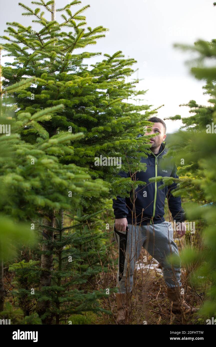 Glasgow, Schottland, Großbritannien. Dezember 2020. Im Bild: Es gibt jede Menge festlicher Spaß, denn viele Familien gehen in die Eden Mills Christmas Tree Farm, die als erste Drive Thru Grotto in Schottland eine festliche Premiere hat, wo die Kinder mit Mama und Papa den Weihnachtsmann besuchen können, der natürlich alle sozial distanziert ist. Sie können rund fahren treffen die Lamas und die Schafe, fragen Santa, was sie für Weihnachten und dann können sie wählen und schneiden ihre ganz eigenen Weihnachtsbaum. Warme Mahlzeiten und Erfrischungen können auch vorbestellt werden. Quelle: Colin Fisher/Alamy Live News Stockfoto