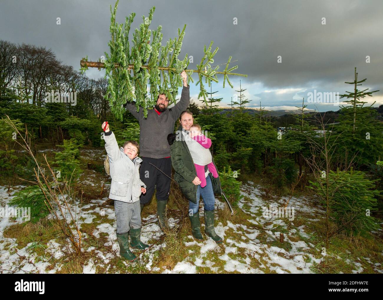 Glasgow, Schottland, Großbritannien. Dezember 2020. Im Bild: Es gibt jede Menge festlicher Spaß, denn viele Familien gehen in die Eden Mills Christmas Tree Farm, die als erste Drive Thru Grotto in Schottland eine festliche Premiere hat, wo die Kinder mit Mama und Papa den Weihnachtsmann besuchen können, der natürlich alle sozial distanziert ist. Sie können rund fahren treffen die Lamas und die Schafe, fragen Santa, was sie für Weihnachten und dann können sie wählen und schneiden ihre ganz eigenen Weihnachtsbaum. Warme Mahlzeiten und Erfrischungen können auch vorbestellt werden. Quelle: Colin Fisher/Alamy Live News Stockfoto