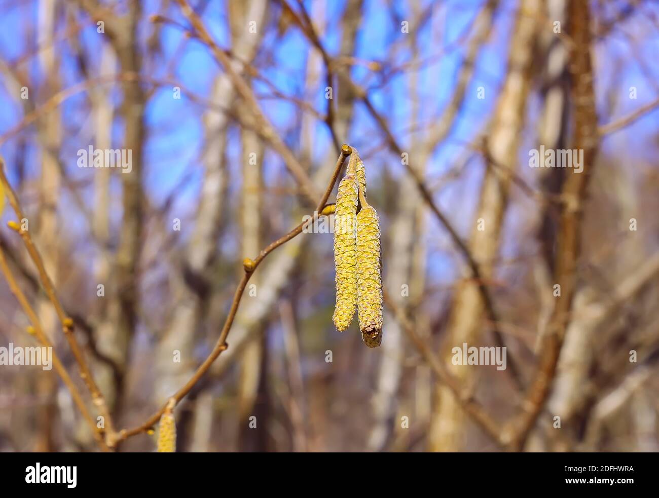 Europäische Erle oder Alnus glutinosa Pflanzen Äste mit reifen Kätzchen Auf blauem Himmel Hintergrund Stockfoto